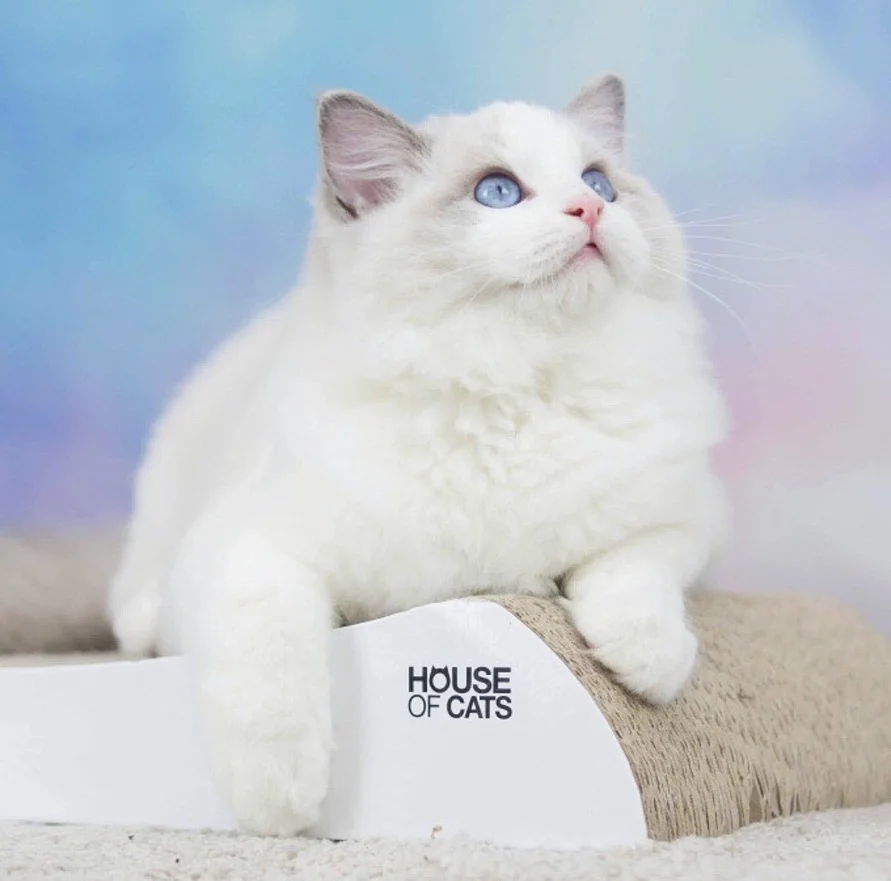 Drapak dla kota Welle - obrazek 3