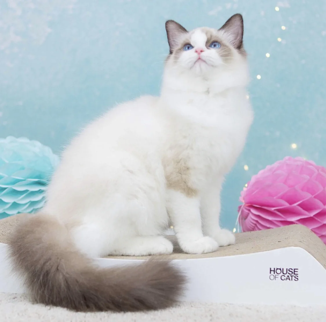 Drapak dla kota Welle