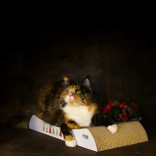 Drapak dla kota Welle Christmas II