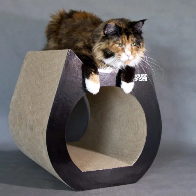Cat Black