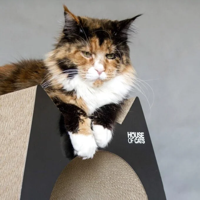 Cat Black