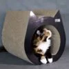 Cat Black