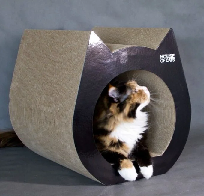 Cat Black