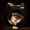 Cat Black