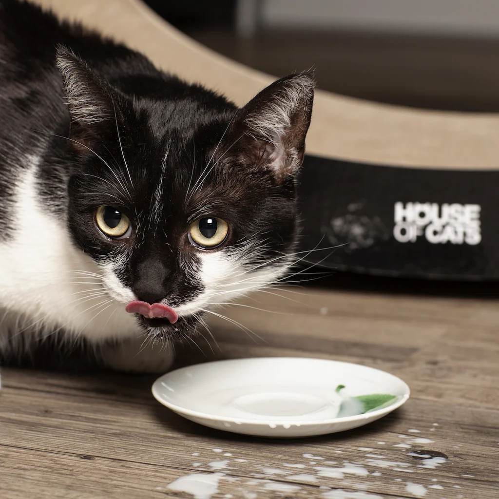 Elipso Black – Bild 2