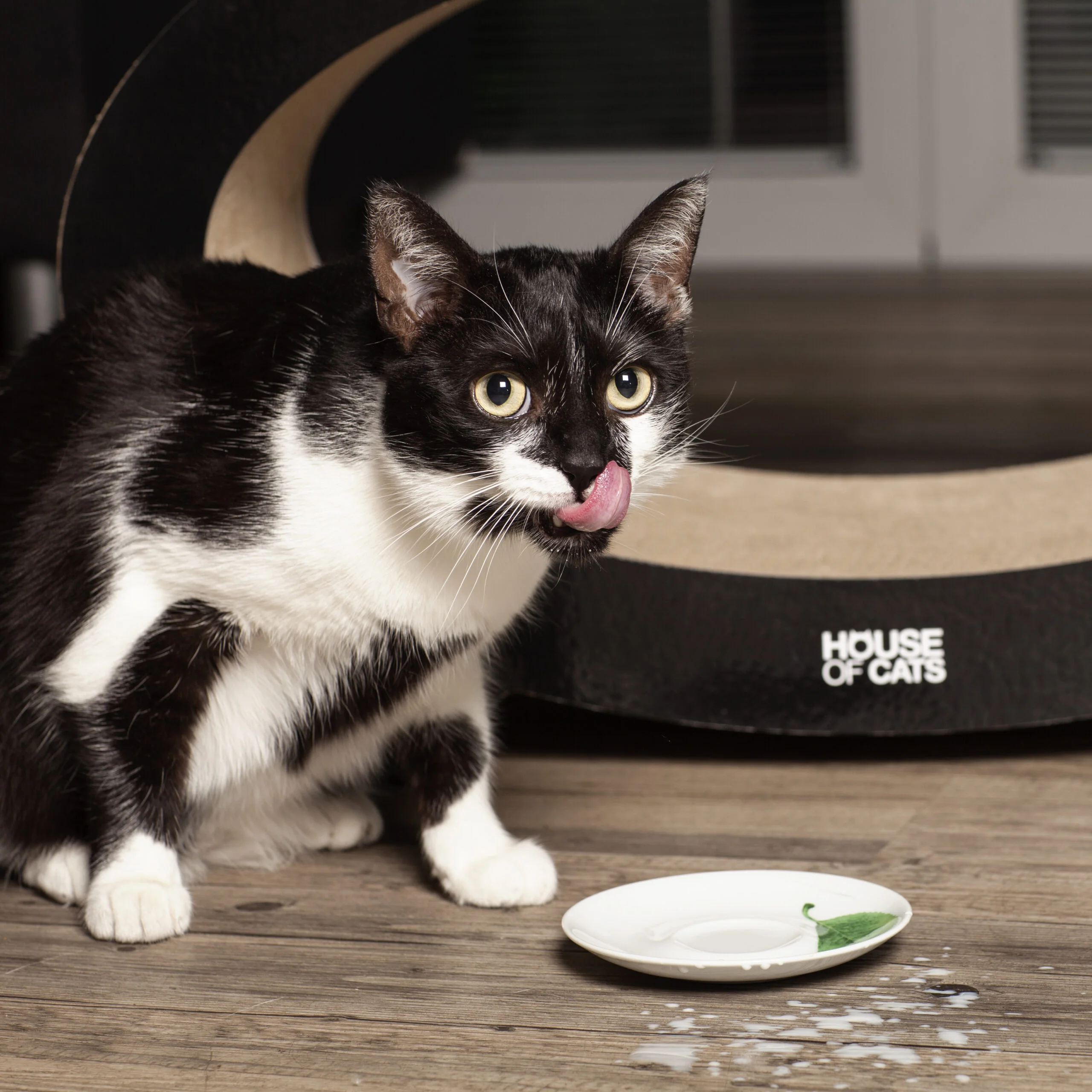 Elipso Black – Bild 3