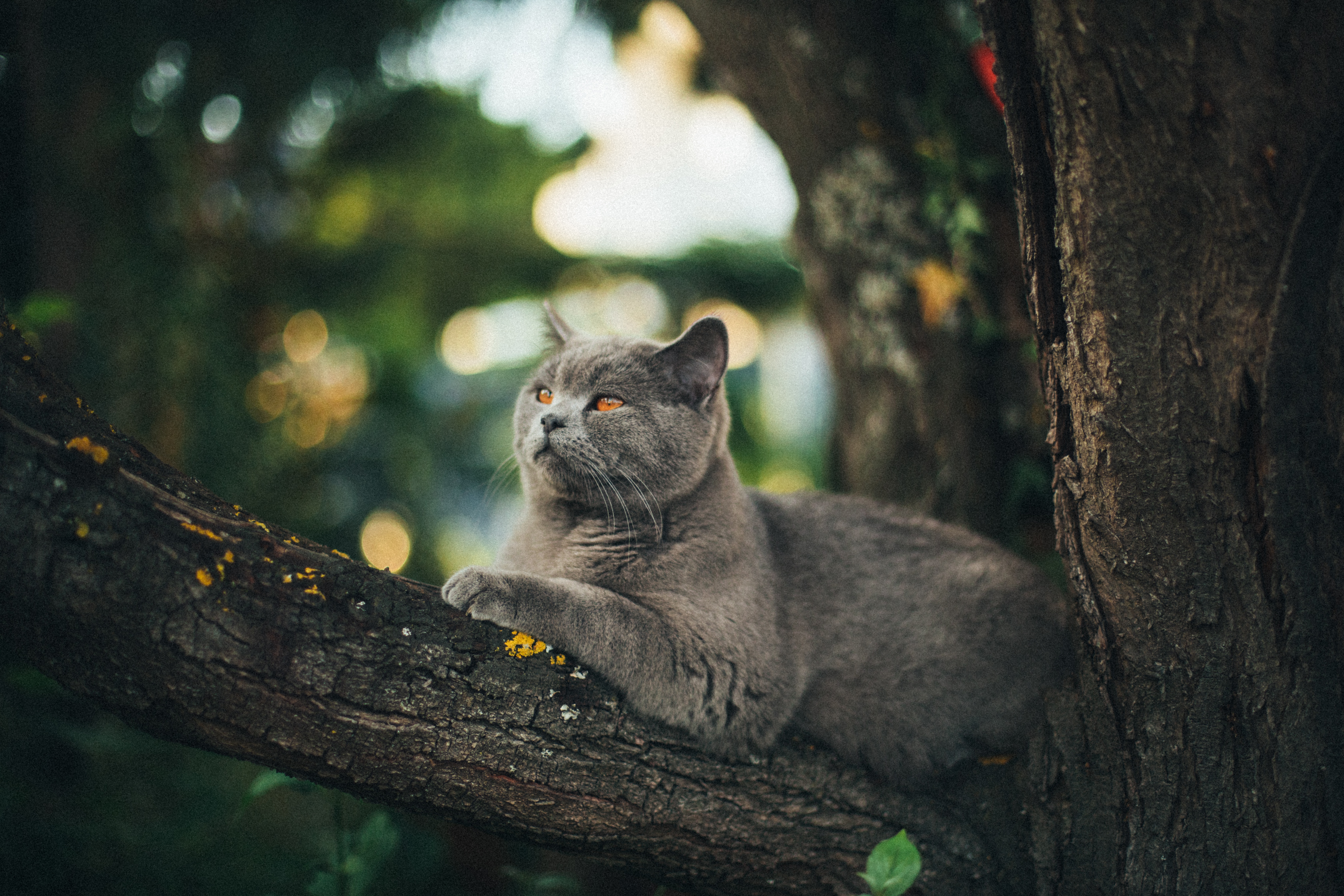 Wie Man Keine Katze Verliert House Of Cats